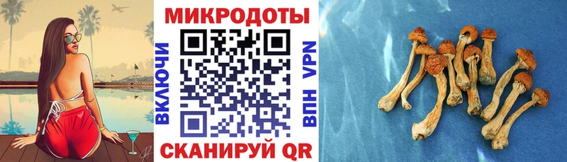 площадка какой сайт  где можно купить наркотик  Славск  Псилоцибиновые грибы Psilocybe 